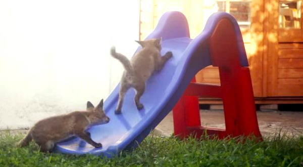 foxes on slide