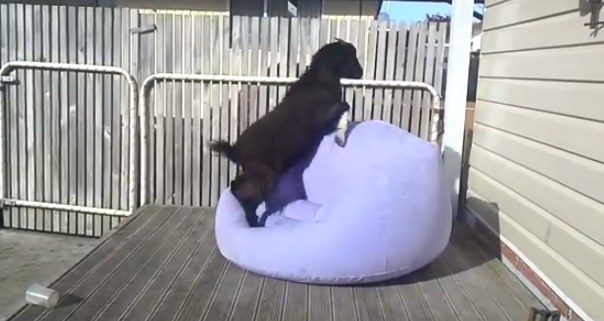 goat on inflatable chair