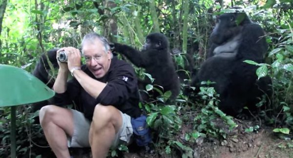 touched by mountain gorillas