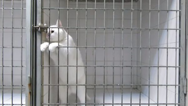 marshmallow the cat