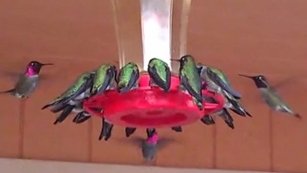 hummingbirds feeding