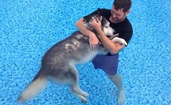 husky in pool