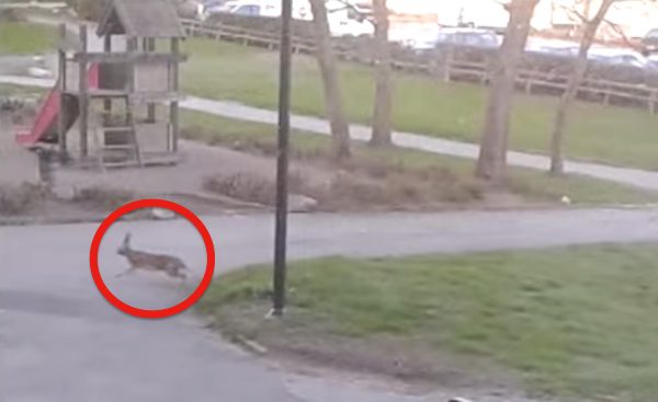 Couple Filming A Hare Outside Of Their Window And Capture Funny Chase