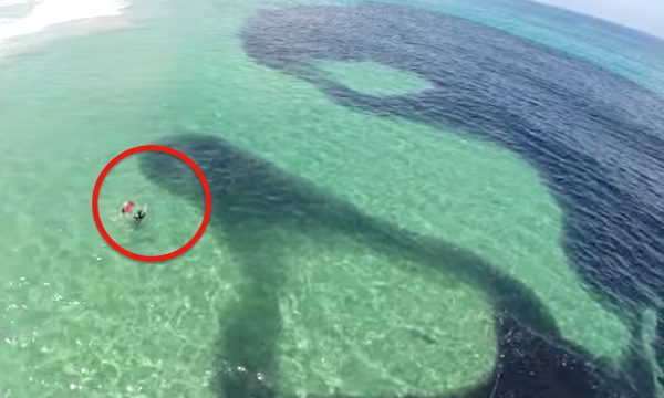 Massive Anchovy School Looks Like A Huge Oil Spill
