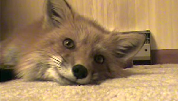 fox sings a pretty song