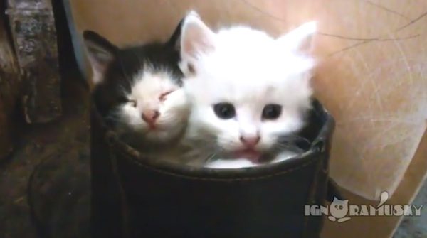 kittens in boot