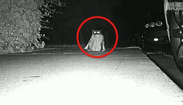 Cat caught on hidden camera