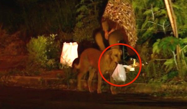 Selfless Dog Makes Nightly Trip To Fetch Food For Her Family