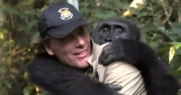 man reunited with gorilla