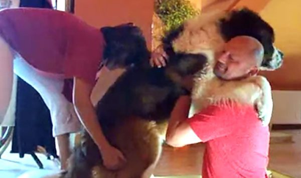 St. Bernard needs help down stairs