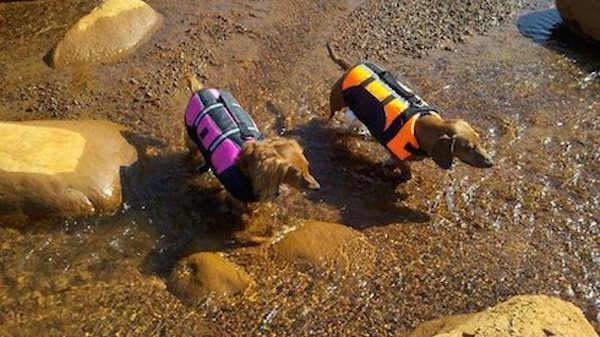 Dachshunds go kayaking