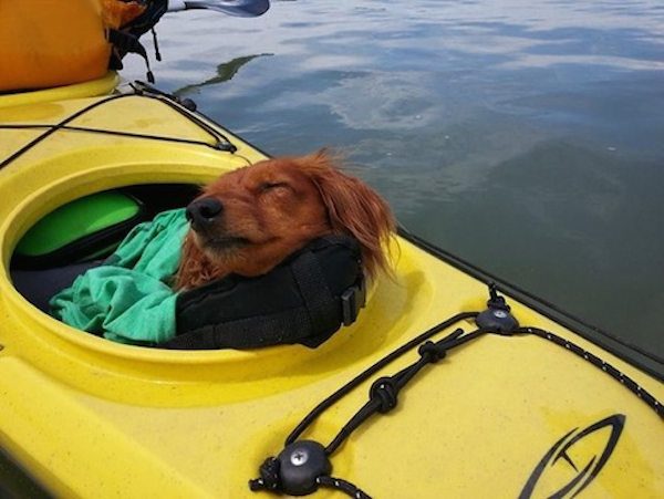 Woman Who Nearly Drowned In Submerged Truck Saved By Tiny Dog