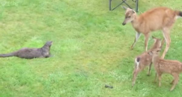 otter meets deer