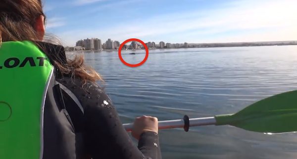 whale approaches kayakers