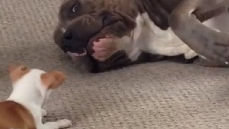 Pit Bull Plays Sweetly With Pittie Puppy