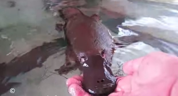 platypus