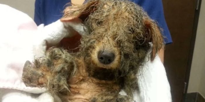 Homeless Abused Dog Who Was Cruelly Laughed At Online Transformed By Love