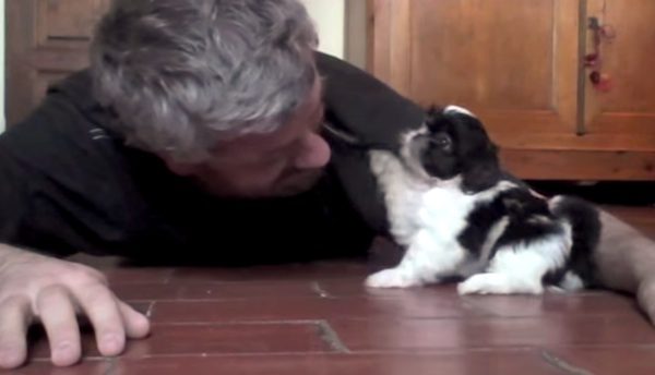 puppy and man play