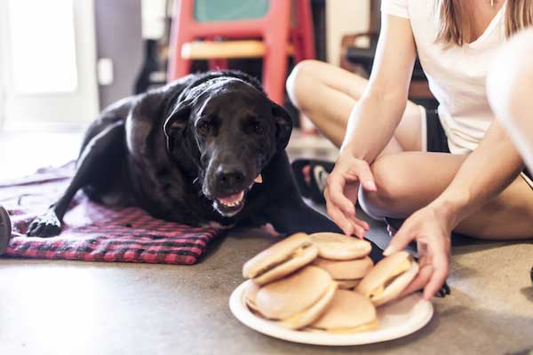 Family Celebrates Their Dog’s Last Day On Earth By Filling It With Love