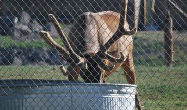 Shooter the elk
