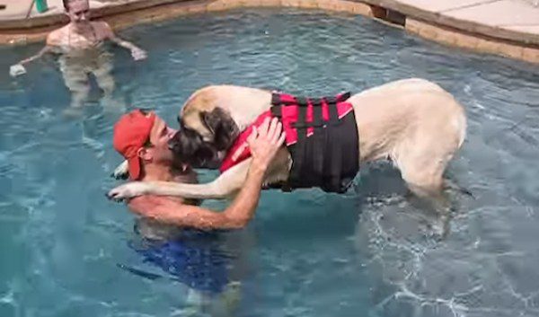 Mastiff learns to swim