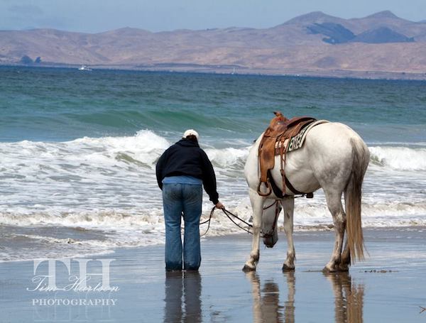 Horse jumps in water