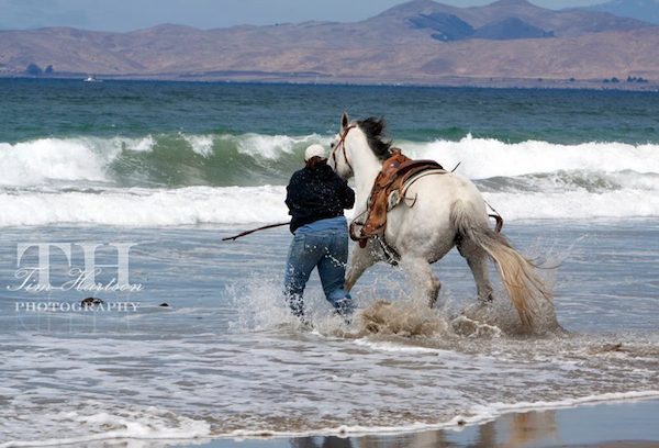 horse jumps in water