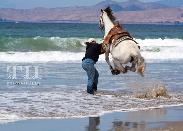 Horse jumps in water