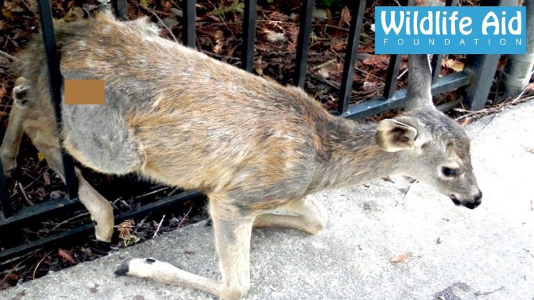 A Fawn Cries For Her Mother After Becoming Trapped In A Fence