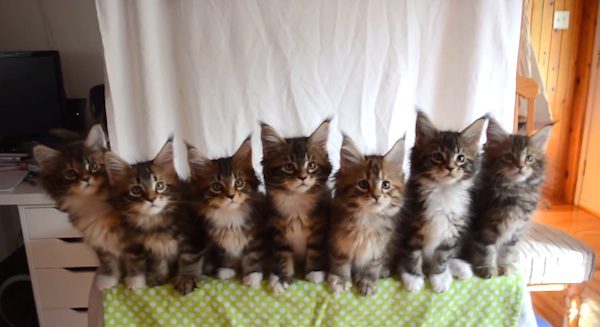 Cats move in unison