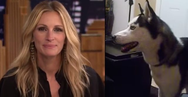 Julia Roberts Hilariously Responds To The Dog Who Is Afraid of Her