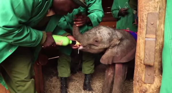 baby elephant rescued