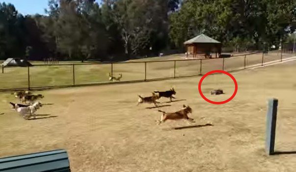 Beagles chase RC toy