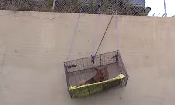 Dog getting rescued