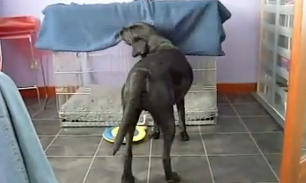dog keeps warm