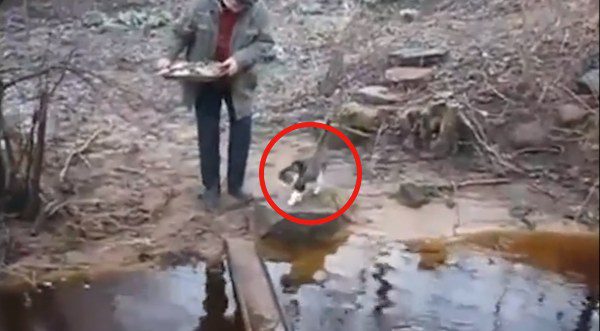cat crosses creek