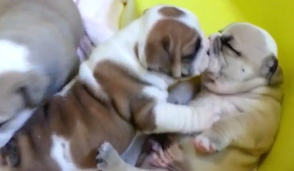 bulldog kisses