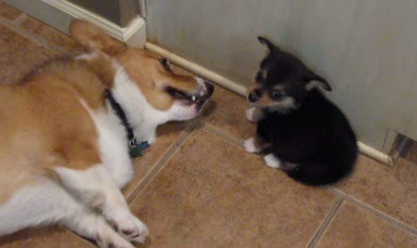 corgi puppy surprises corgi