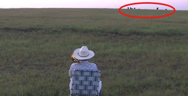 Man serenades cows