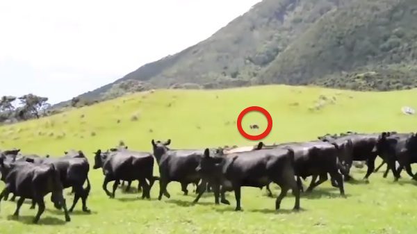 cows chase RC toy