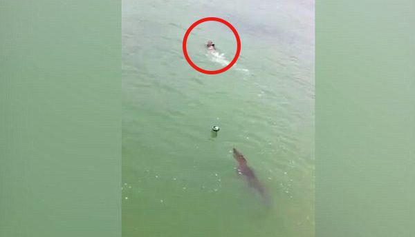 swimmer chased by crocodile