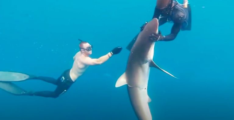 Divers Remove Hook From Distressed Shark’s Mouth
