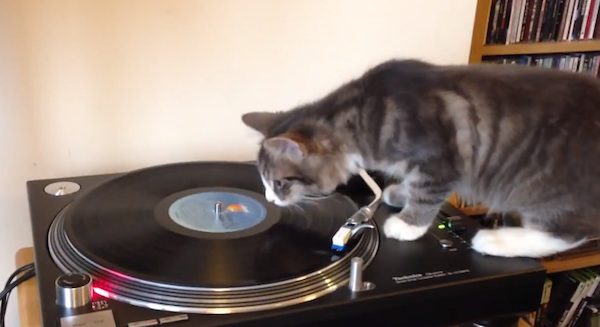cat interested in record