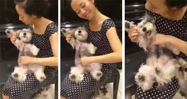adorable dog played like instrument