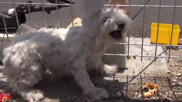 homeless dog rescued from train tracks