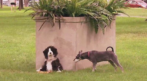 just for laughs prank on dogs