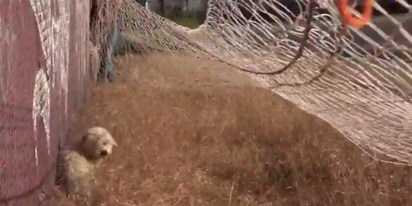 stray dog caught in net