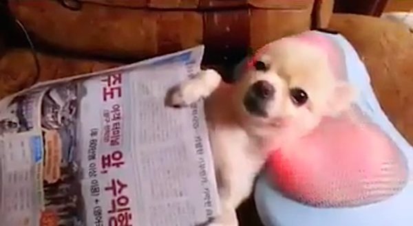 dog gets massage