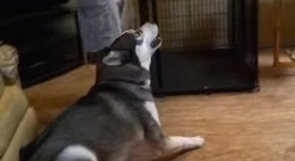 dramatic husky