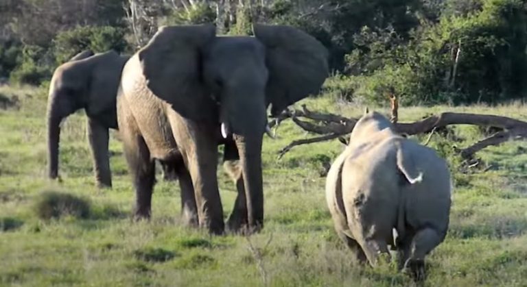 Elephant Tricks Rhino About To Attack